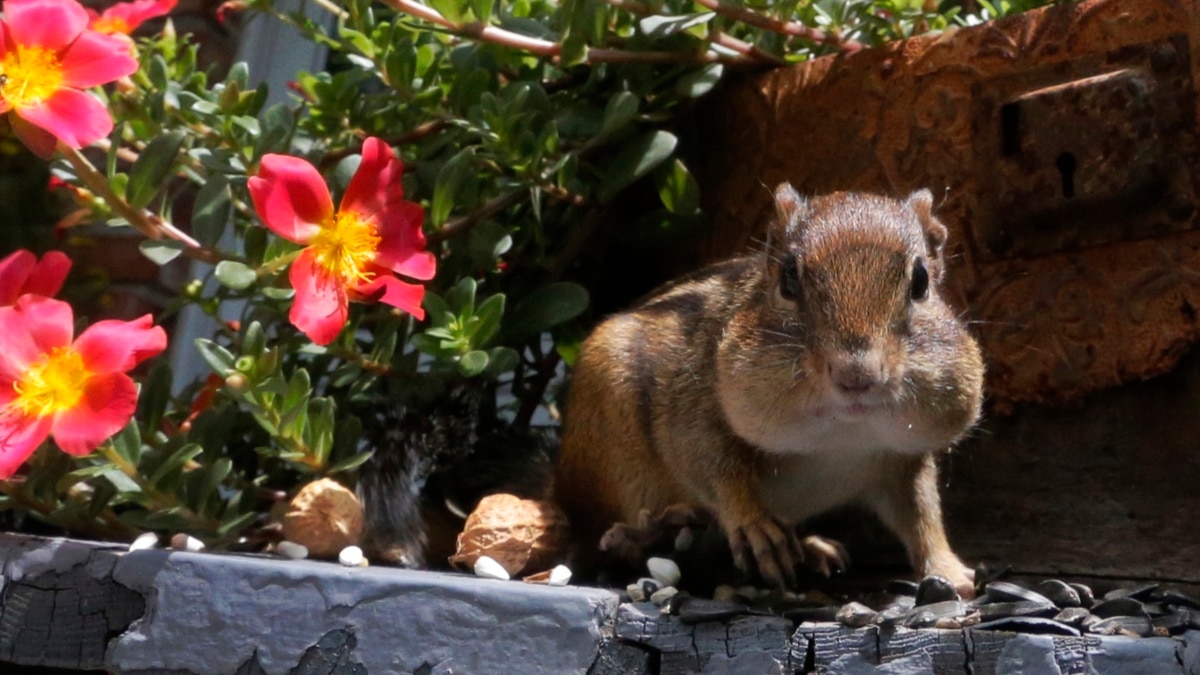 Good Winter Leads to Large Numbers of Chipmunks in US