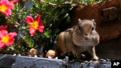 In this file photo, an Eastern Chipmunk fills it's cheeks with nuts and seeds on a front porch in Lawrence, Kan., Thursday, July 10, 2014. (AP Photo/Orlin Wagner)