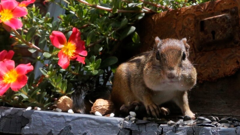Good Winter Leads to Large Numbers of Chipmunks in US