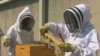 US Honeybees Making Comeback, Survey Shows 