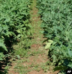 Ukudla kuyasilela eZimbabwe kulandela ukuswelakala kwezulu lonyaka lanyakenye.