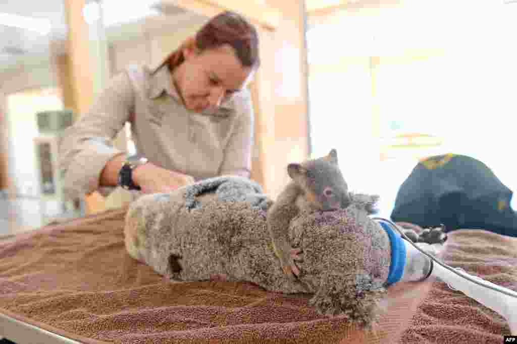 This picture taken by Ben Beaden and released by the Australia Zoo shows a baby koala holding on to his mother as she undergoes surgery at Australia Zoo Wildlife Hospital in Queensland. Koala mom “Lizzy” and koala joey “Phantom” were brought into the hospital after Lizzy was hit by a car on the Warrego Highway near Coominya, west of Brisbane.