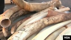 These items were seized from smugglers, traders and tourists after a global ban on the ivory trade took effect in 1989.