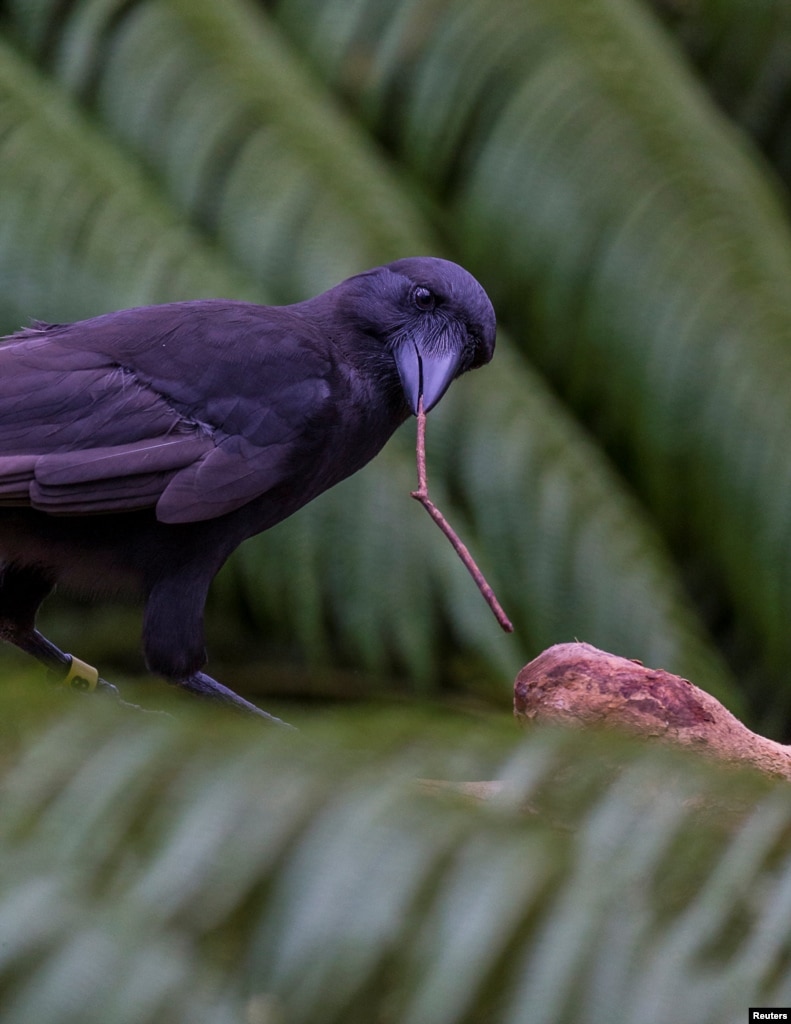 Intelligent Crows Use Tools