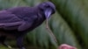 Endangered Hawaiian Crow Shows Knack for Tool Use