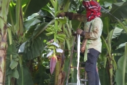 A farmer cuts a banana stalk at a plantation in Kompong Cham province, Cambodia, on July 24, 2020. (Sun Narin/VOA Khmer)