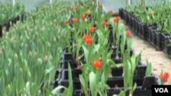 All blooms at Fresh Tulips USA are grown hydroponically, without using soil.
