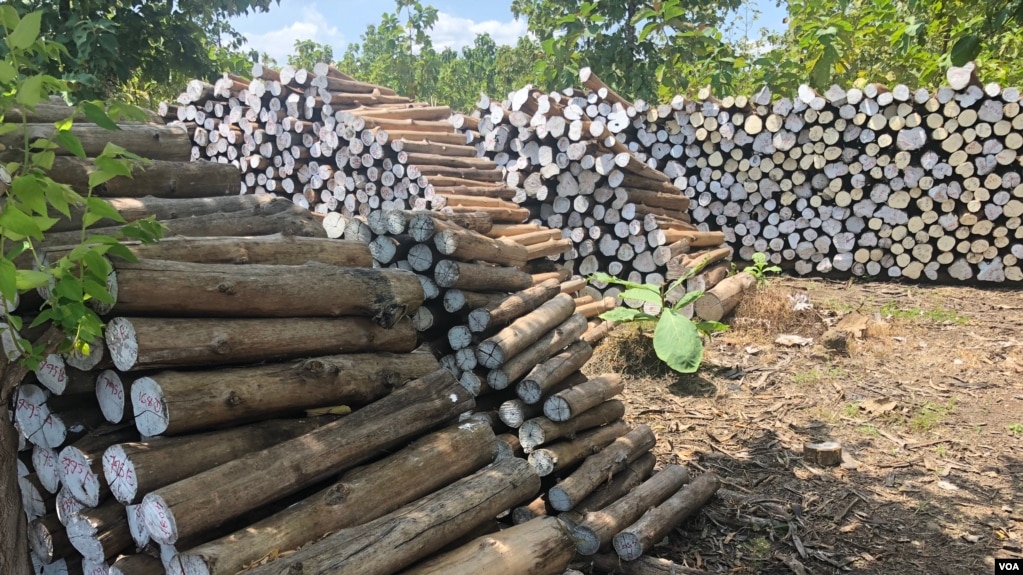 កំណាត់ដើមម៉ៃសាក់ ដែលក្រុមហ៊ុន SRP Cambodia កាត់សម្រាប់ធ្វើគ្រឿងសង្ហារឹម នៅក្នុងឃុំរកាពប្រាំ ស្រុកត្បូងឃ្មុំ ខេត្តត្បូងឃ្មុំ។ (ស៊ុន ណារិន/VOA)