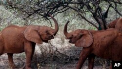 FILE: Baby elephants play at the David Sheldrick Wildlife Trust Elephant Orphanage in Nairobi, Kenya Wednesday, Aug. 28, 2019.