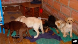 This 2005 photo provided by U.S. Drug Enforcement Administration officials shows puppies rescued from a farm in Colombia destined for use by a U.S. veterinarian working for a Colombian drug-trafficking ring. Veterinarian Andres Lopez Elorza used the puppies to smuggle packets of liquid heroin on commercial flights to New York City, where the heroin packets were eventually cut out of the puppies, who died in the process, according to officials. Lopez, who is Venezuelan, was arrested in 2015 in Spain in connection with the case and was extradited to the U.S. on April 30, 2018. 