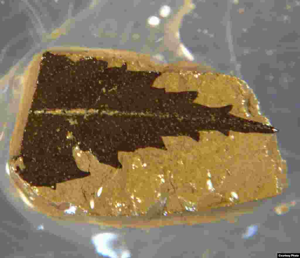 This 24,700 year-old leaf dated by radiocarbon was found in sediment cores from Japan’s Lake Suigetsu. (Credit: Richard Staff)
