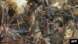 Some of the prawns harvested by the Corbin family, tobacco farmers who have gotten into aquaculture