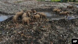 Wild elephants search for food at an open landfill in Pallakkadu village in Ampara district, about 210 kilometers (130 miles) east of the capital Colombo, Sri Lanka, Thursday, Jan. 6, 2022. (AP Photo/Achala Pussalla)
