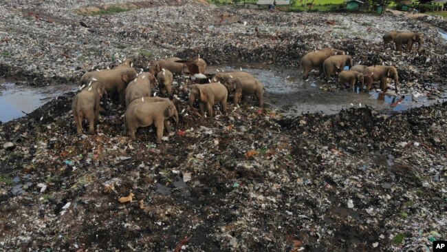 Wild elephants search for food at an open landfill in Pallakkadu village in Ampara district, about 210 kilometers (130 miles) east of the capital Colombo, Sri Lanka, Thursday, Jan. 6, 2022. (AP Photo/Achala Pussalla)