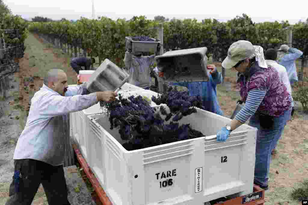 Farm workers in the Lee Vineyard drop grapes into a bin during the first day of harvest at Saintsbury winery in Napa, California. The winery, in the Carneros appellation, began its harvest four days late after sustaining earthquake damage on Sunday.