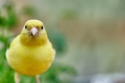 Canary