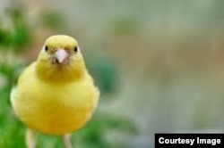 Canary