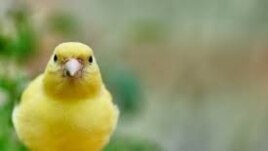 Canary