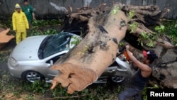 A man uses a chain saw to remove a huge tree that fell on top of a car during Typhoon Rammasun. (Manila, July 16, 2014)
