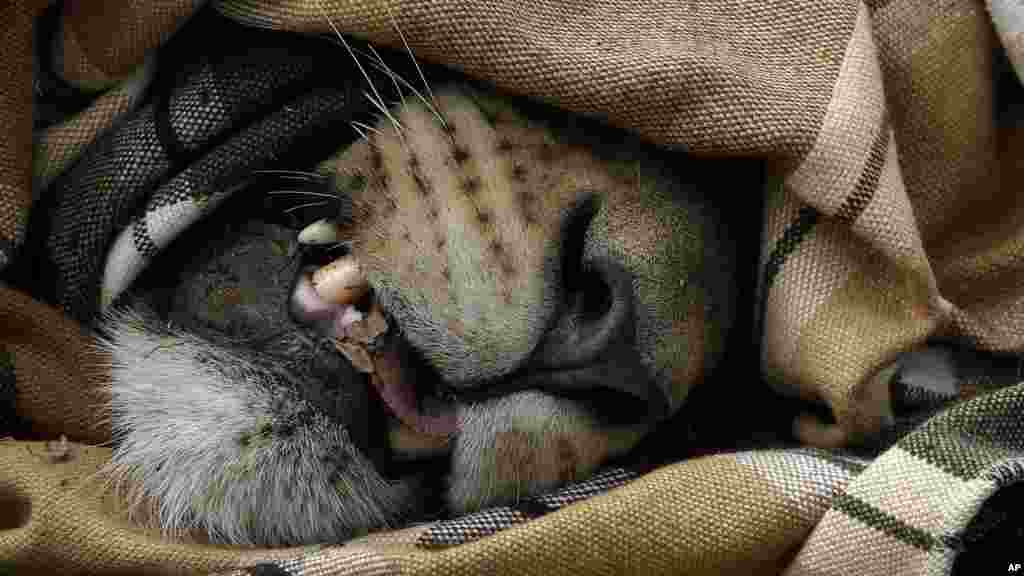 A sedated, blindfolded lion lays in the dirt in Phinda Private Game Reserve, South Africa, Monday, June 29, 2015. The five female and two male lions are unwitting passengers about to embark on a 30-hour, 2,500-mile (4,000-kilometer) journey by truck and plane from South Africa to Akagera National Park in Rwanda, whose lion population was wiped out following the country’s 1994 genocide. 