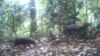 Bush dogs are seen in this camera trap photo taken in the wet tropical forests. (Ricardo Moreno)
