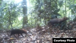 Bush dogs are seen in this camera trap photo taken in the wet tropical forests. (Ricardo Moreno)