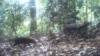 Cameras Capture Pictures of Mysterious Bush Dog
