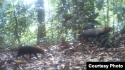 Bush dogs are seen in this camera trap photo taken in the wet tropical forests of Pirre, Darién Province, Panama, March 20, 2015. (Ricardo Moreno)