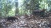  ‘Elusive’ Bush Dog Caught on Camera