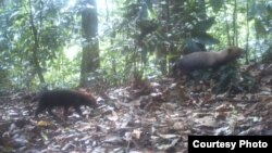 Bush dogs are seen in this camera trap photo taken in the wet tropical forests of Pirre, Darién Province, Panama, March 20, 2015. (Ricardo Moreno)