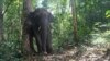 Elephants play an important role in seed dispersal for a large-fruited tree in the forests of Thailand. (K. Saralamba)