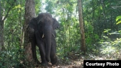 Elephants play an important role in seed dispersal for a large-fruited tree in the forests of Thailand. (Credit: Kulpat Saralamba)