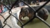 اسلام آباد چڑیا گھر کے بیمار ہاتھی کاون کو کمبوڈیا بھیجنے کا فیصلہ