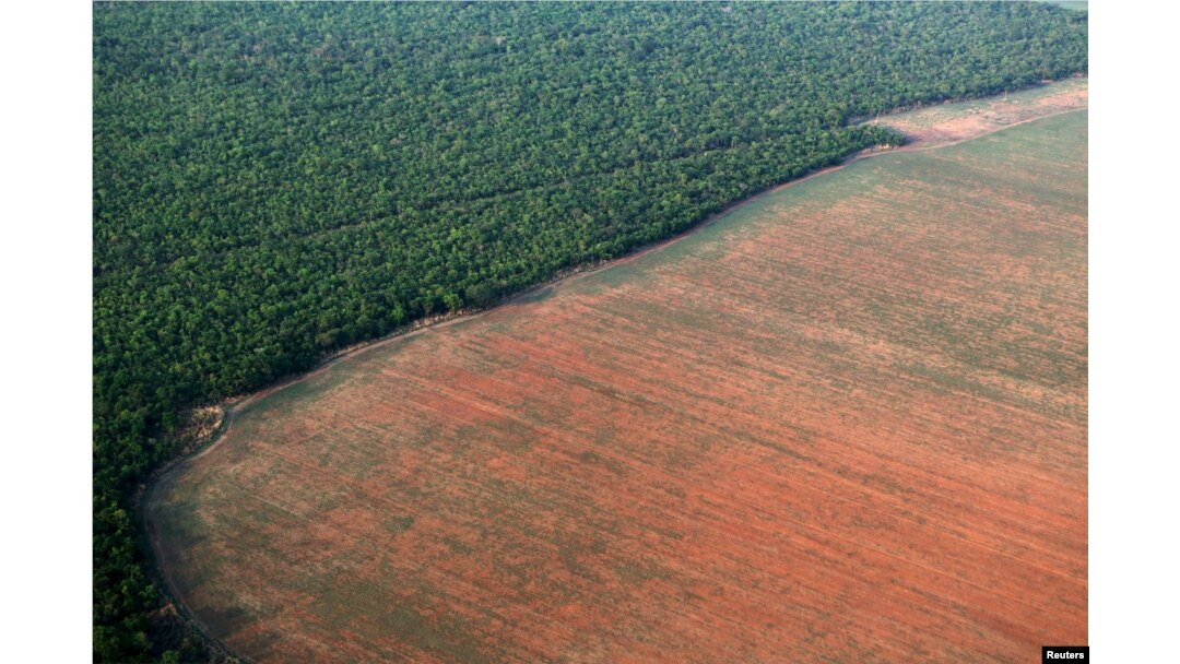Arhiva - Linija između amazonske prašume i iskrčenog terena pripremljenog za uzgoj soje, u Mato Groso državi u zapadnom Brazilu, 4. oktobra 2025.