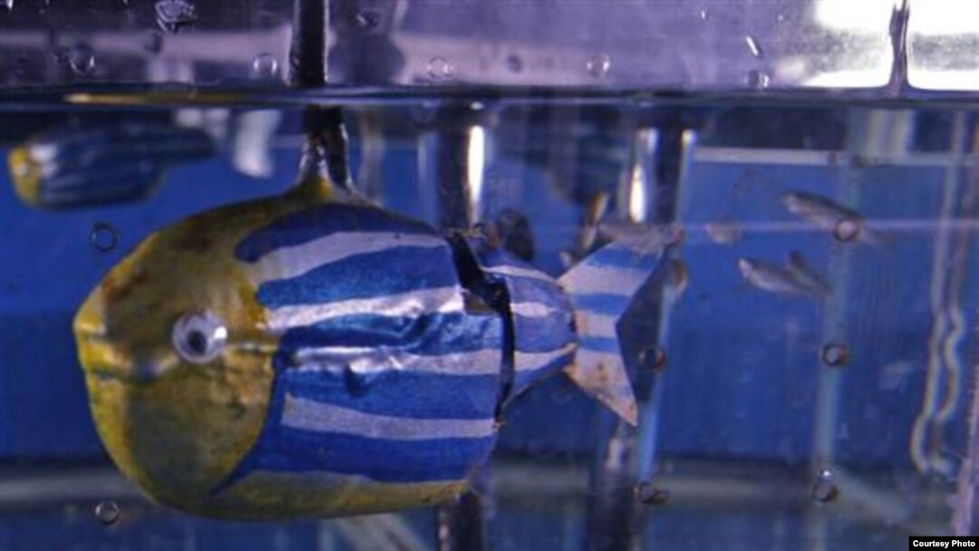 Robotic Fish Attracts the Real Thing