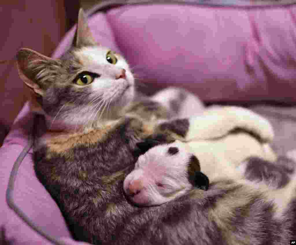 Lurleen, the nursing mother, and Noland the puppy snuggling up in Cleveland, Ohio, USA, June 19, 2013. Lurleen already is caring for four newborn kittens and now is nursing the orphaned week-old pit bull puppy. (Photo released by the Cleveland Animal Protective League)