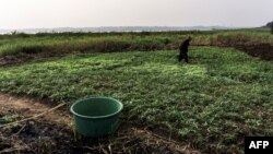 Un maraîcher sur les rives du fleuve Congo, près de Kinshasa, le 19 juillet 2017.