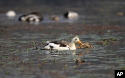 Ducks swim on the waters of Wular Lake, northeast of Srinagar, Indian-controlled Kashmir, Oct. 29, 2016. India has realized a vast, alpine lake in Kashmir would be worth more pristine than exploited for resources.