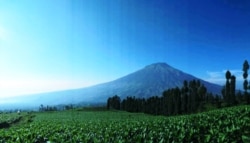 Hamparan ladang tembakau dengan latar belakang Gunung Sumbing, Temanggung, Jawa Tengah. (Foto:VOA/ Nurhadi).jpeg