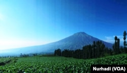 Hamparan ladang tembakau dengan latar belakang Gunung Sumbing, Temanggung, Jawa Tengah. (Foto:VOA/ Nurhadi).jpeg