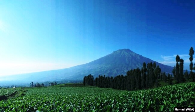 Hamparan ladang tembakau dengan latar belakang Gunung Sumbing, Temanggung, Jawa Tengah. (Foto:VOA/ Nurhadi).jpeg