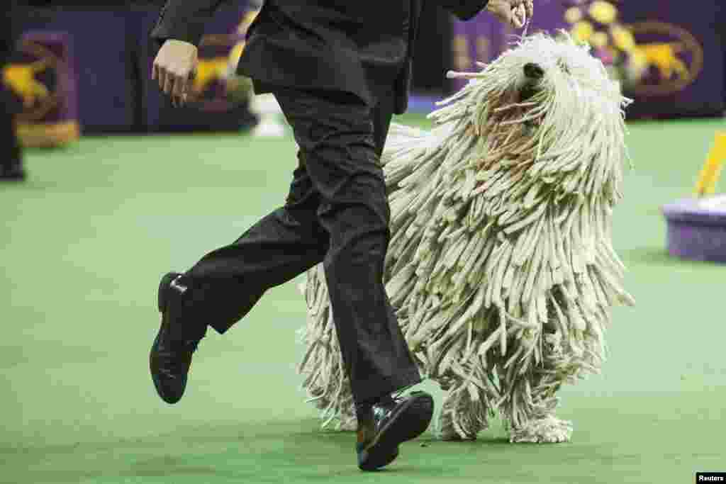 Komondor Quintessential Chauncey is run through the ring by his handler as he competes in the working group on the last day of judging at the 138th Westminster Kennel Club Dog Show, Madison Square Garden, New York City, NY, Feb. 11, 2014.