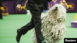 Westminster Kennel Club Dog Show in New York City