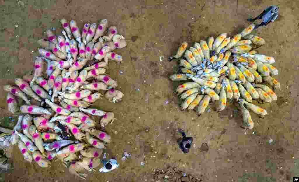 Flocks of sheep are brought to a market for sale on the outskirts of Fatehpur, India, June 27, 2020.