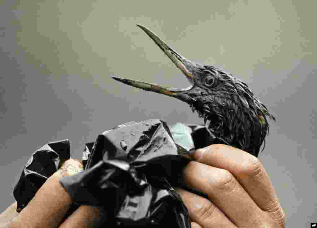 FILE - An oil covered bird is examined on an island in Prince William Sound, Alaska, in April 1989. A massive oil-slick resulted after the tanker Exxon Valdez ran aground about 25 miles from Valdez, Alaska.&nbsp;