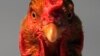 Bird Flu Death in Egypt; Outbreak Hits Dutch Farm