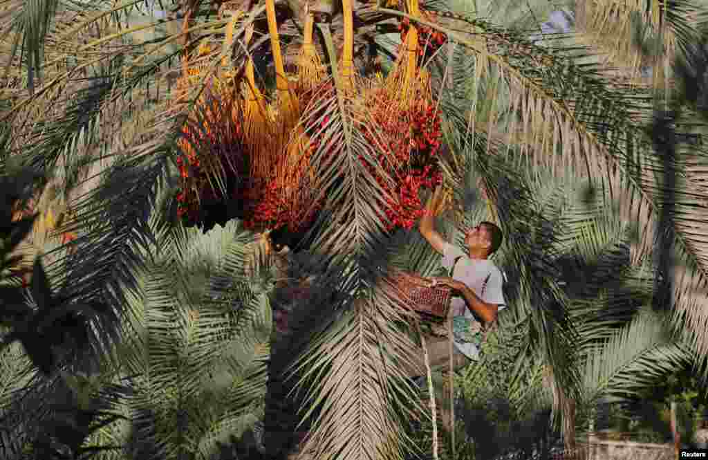 A Palestinian farmer harvests dates from a palm tree in Deir al-Balah in the central Gaza Strip. 