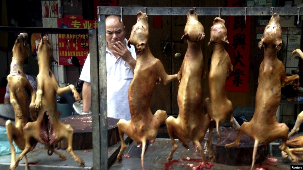 Dân biểu Mỹ kêu gọi cấm buôn bán thịt chó, mèo toàn cầu item-thumbnail