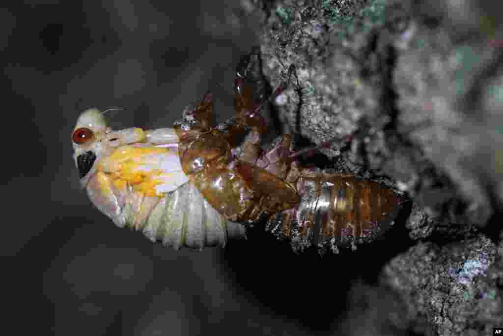 An adult cicada sheds its nymphal skin on the bark on an oak tree, May 4, 2021, on the University of Maryland campus in College Park.