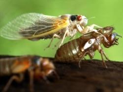 Cicada emerges from shell.